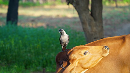Beautiful picture of black crow can be. a crow and brown cow.