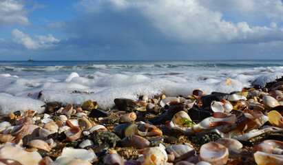 PLAGE DE COQUILLAGES AVEC ECUME