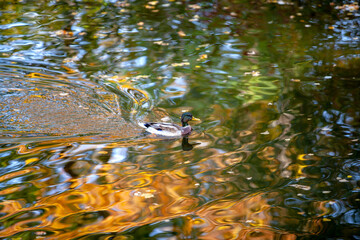 Wild ducks swim in a pond. Bright, mosaic reflection of autumn trees in the water.