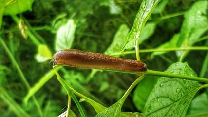 snail on the grass