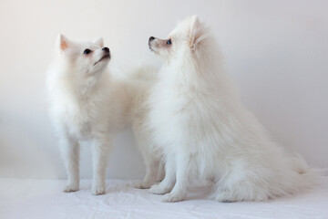 Two small white Pomeranian dogs one standing, the other sitting on a white background raised their muzzles up