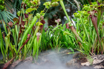 Very rare carnivorous plants in the rainy jungle with morning ground fog or mist, plant science