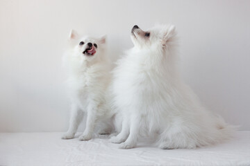Two small white dogs Pomeranian Spitz sit on a white background one is licking his lips, raised their muzzles up