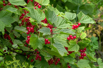 A branch of ripe red currants in the garden against a background of green leaves.