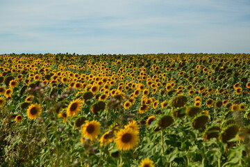 Sunflower field before harvesting, Togliatti, Russia.