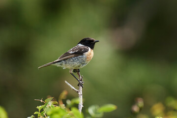 European stonechat (Saxicola rubicola)