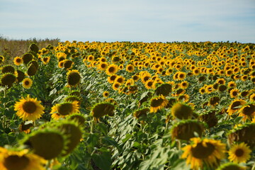 Sunflower field before harvesting, Togliatti, Russia.