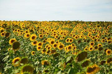 Obraz premium Sunflower field before harvesting, Togliatti, Russia.