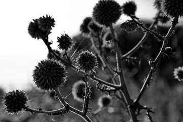 Burdock in the rays of the setting sun.