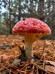 red mushroom in the forest
