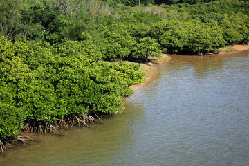 ヒルギ林（マングローブ）