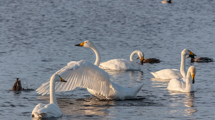 A beautiful birds on a Swan Lake in Altai