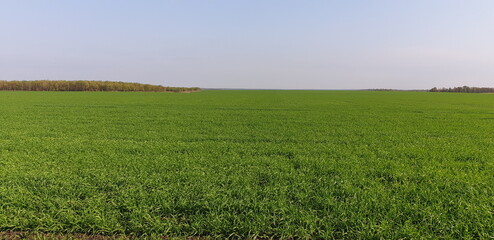 Fototapeta na wymiar green wheat field