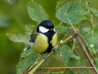 Great tit (Parus major)