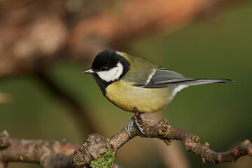 Great tit (Parus major)