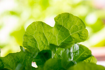 Fresh organic green oak lettuce vegetable plant farm