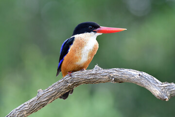 beautiful blue bird with sharp red beaks and brown belly sitting on wooden branch in nature, black-capped kingfisher