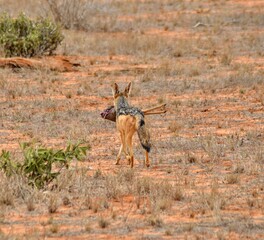 impala in continent