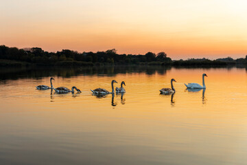 Naklejka premium Swans on the lake in nature at beautiful sunset