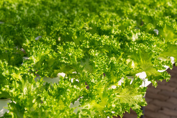 Fresh organic green oak lettuce vegetable plant farm