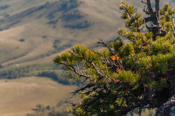 A plant on a peak of Babyrgan mountain in Altai