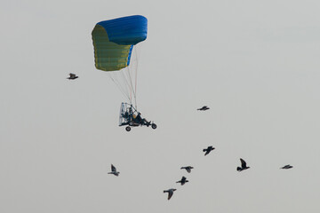 Paramotor flying in the sky surrounded by birds