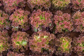 Fresh organic green oak lettuce vegetable plant farm