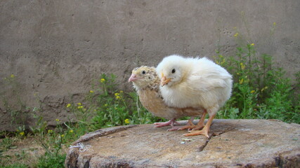 Chick and Quail.
Cute little chick and small quail on the trunk of a tree.
Chickens organic farm, farming.
Newborn bird.
Beautiful yellow little chicken.
poultry, farm animals, animal, birds wings