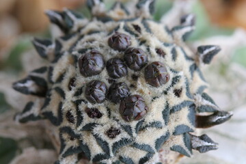 Ariocarpus kotschoubeyanus minor