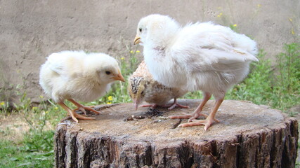 Chick and Quail.
two Cute chicks and small quail on the trunk of a tree.
Chickens organic farm, farming.
Newborn bird.
Beautiful yellow little chicken.
poultry, farm animals, animal, birds wings