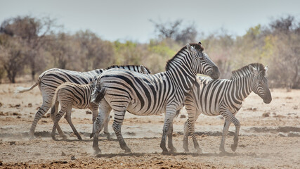 Fototapeta na wymiar African animal at etosha national park in Namibia, Africa