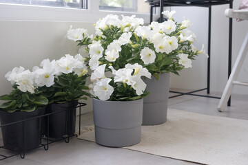 Fototapeta premium White petunia in a pots