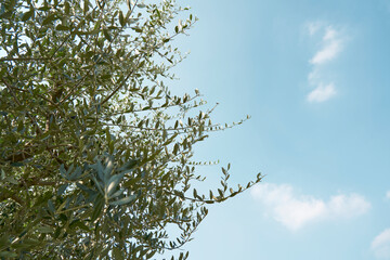 A blue sky behind the branches of an olive tree