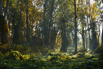 Fototapeta premium Sunlight breaks through the deciduous forest in autumn