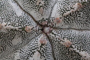 Astrophytum myriostigma tricostatum cv. onzuka