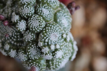 Blossfeldia liliputana