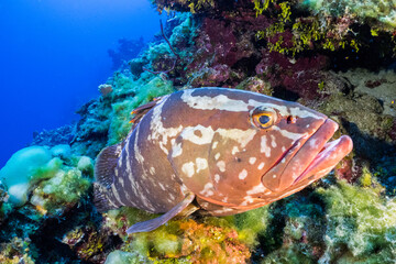 Naklejka na ściany i meble A nassau grouper hanging out on the reef