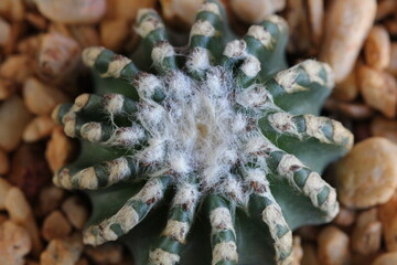 Discocactus horstii