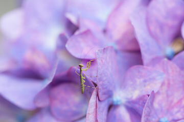 紫陽花と小さなカマキリ