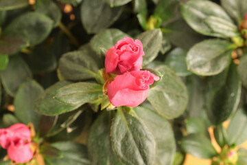 bud azalea flower on wooden table