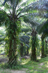 oil palm trees in plantation (elaeis guineensis)