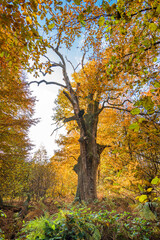 Herbstfarben im Wald 2
