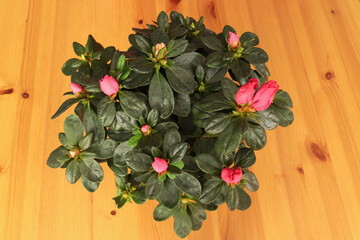 bud azalea flower on wooden table