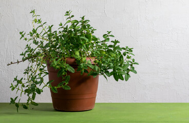 Potted mint plant on kitchen table. Easy growing edible indoor plants. Copy space.