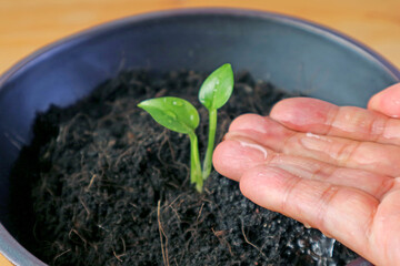 Closeup hand gently watering the sprouting seedling