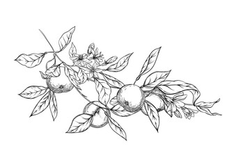 Mandarin, tangerine tree branch with fruits, flowers and leaves. Element for design. Graphic drawing, engraving style. Vector illustration. Isolated on white background..