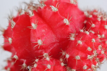 Gymnocalycium mihanovichii