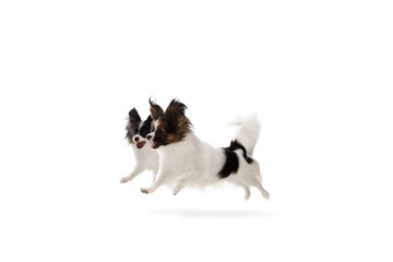 Papillon young dogs is playing. Cute playful brown white doggies or pets playing on white studio background. Concept of motion, action, movement, pets love. Looks delighted, funny. Copyspace for ad.