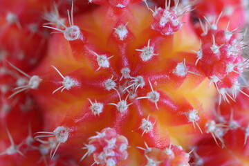Gymnocalycium mihanovichii