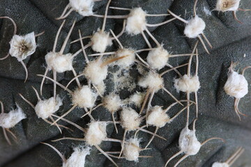 Gymnocalycium ragonesei